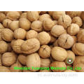 Walnut Kernels lichte stukken te koop